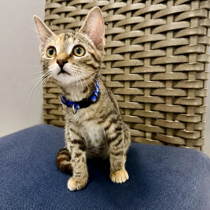 A baby small-sized female Tabby (Buff / Tan / Fawn) Domestic Short Hair cat named Tayberry for adoption in Richmond, VA