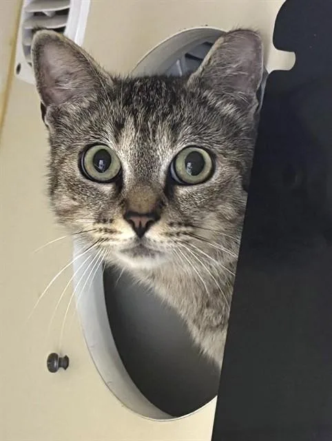A young medium-sized female Domestic Short Hair cat named Asia for adoption in Dedham, MA
