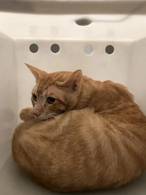 A young medium-sized male Domestic Short Hair cat named Garfield for adoption in Dallas, TX