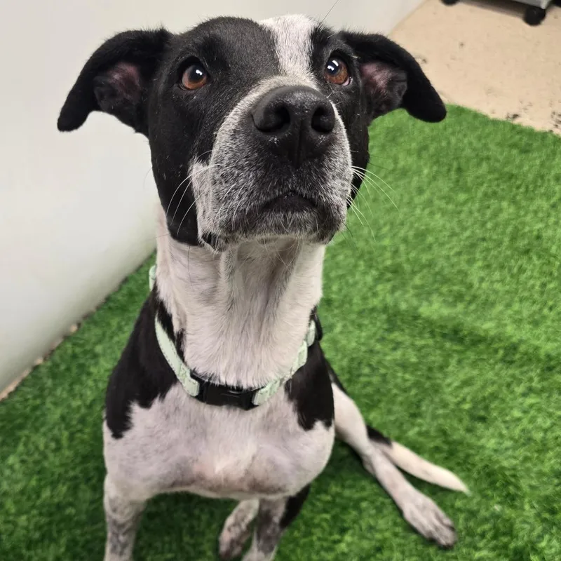 An adult medium-sized female Black Australian Cattle Dog / Blue Heeler dog named Jolene for adoption in Columbia, MO