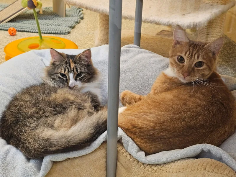 Tippy and Chewy