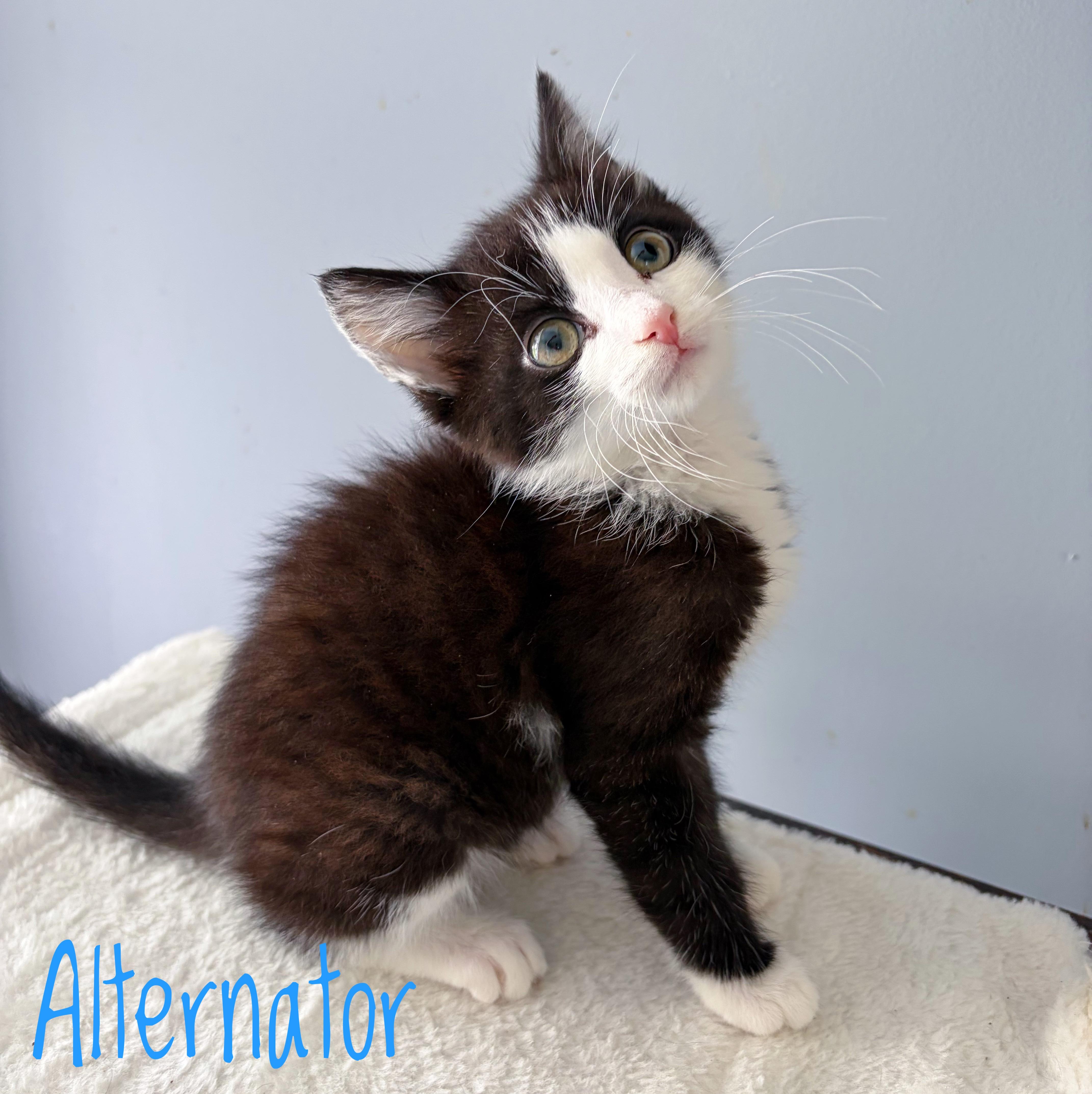 A baby medium-sized male Black & White / Tuxedo Domestic Short Hair cat named Alternator for adoption in Bethel, OH