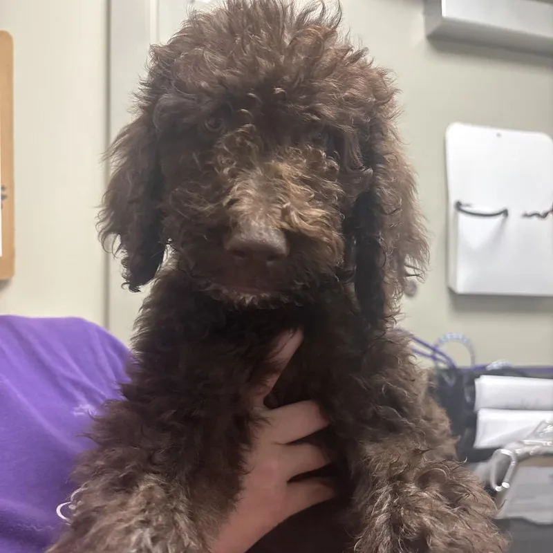 A baby medium-sized female Brown / Chocolate Poodle dog named Toffee for adoption in Tulsa, OK