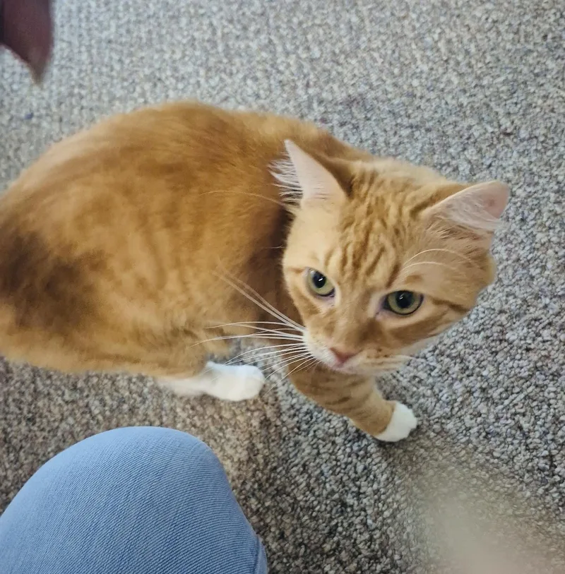 Fernsweet Ginger Gorl thumbnail 2