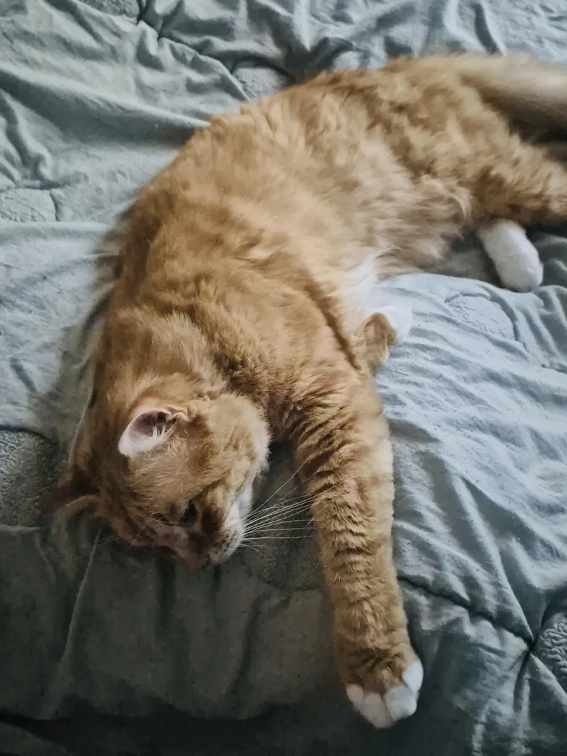 Fernsweet Ginger Gorl thumbnail 3