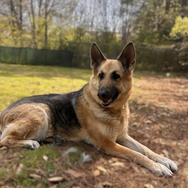 A senior large-sized female Black German Shepherd Dog dog named Piper for adoption in Alpharetta, GA