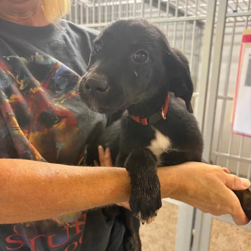 A baby medium-sized female Labrador Retriever dog named Shanti for adoption in Pennsville, NJ