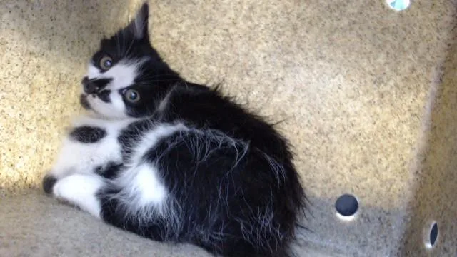 A baby medium-sized male Domestic Short Hair cat named Kit for adoption in Downey, CA