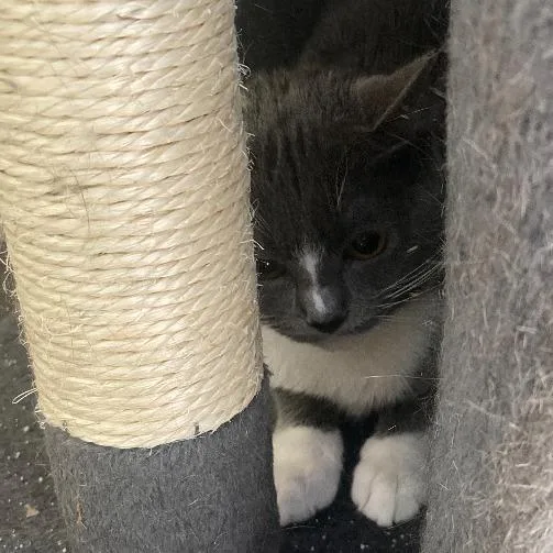 A young medium-sized female Gray / Blue / Silver Domestic Medium Hair cat named Bluey for adoption in Philadelphia, PA