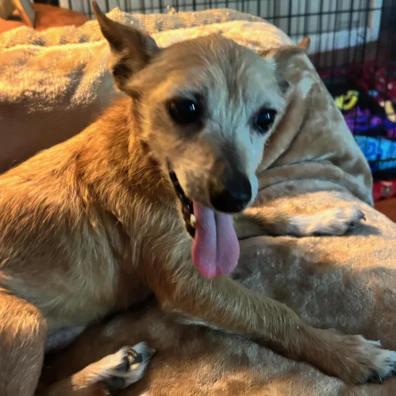 A senior small-sized male Brown / Chocolate Chihuahua dog named Chevy Chase for adoption in Greenville, SC