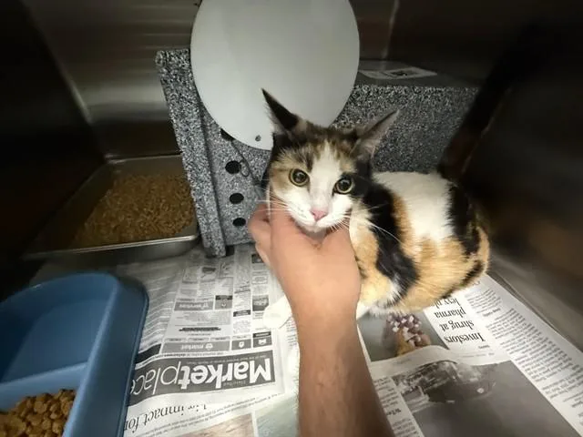 A young small-sized female Domestic Short Hair cat named Cothrum for adoption in Garland, TX