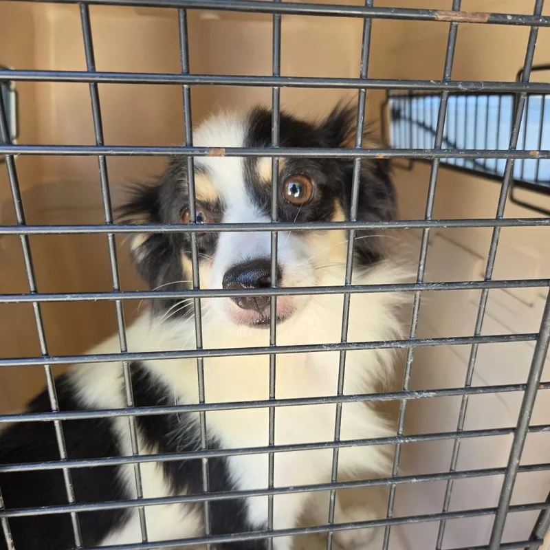 An adult small-sized male White / Cream Mixed Breed dog named Lannister for adoption in Leander, TX