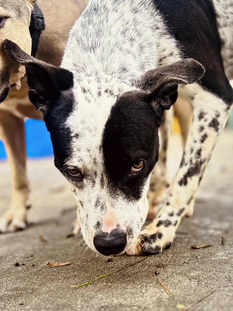 Heathcliff thumbnail 3