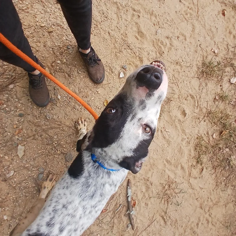 Heathcliff thumbnail 4