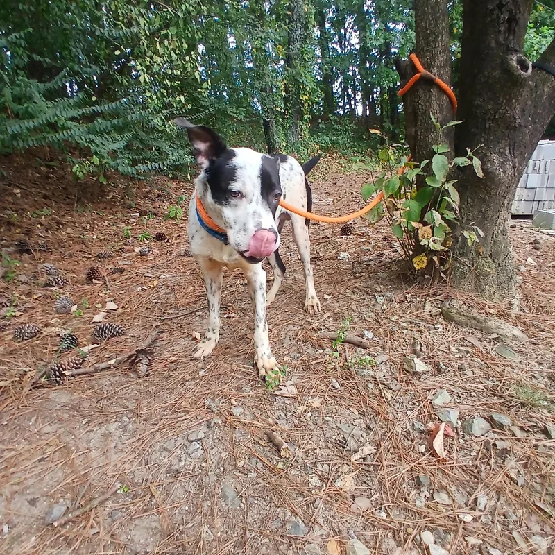 Heathcliff thumbnail 5