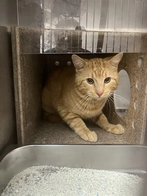 An adult large-sized male Domestic Short Hair cat named Firestar for adoption in Augusta, GA