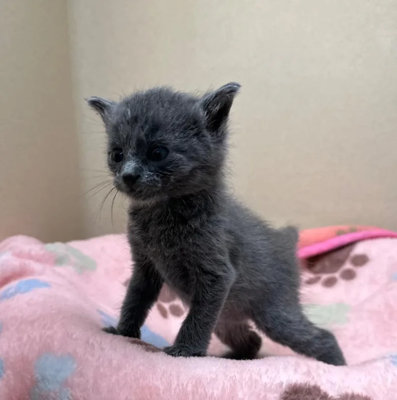 A baby small-sized female Domestic Short Hair cat named Autumn for adoption in Washington Court House, OH