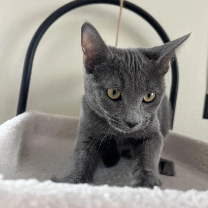 A young medium-sized male Gray / Blue / Silver Domestic Short Hair cat named Salem for adoption in Las Vegas, NV