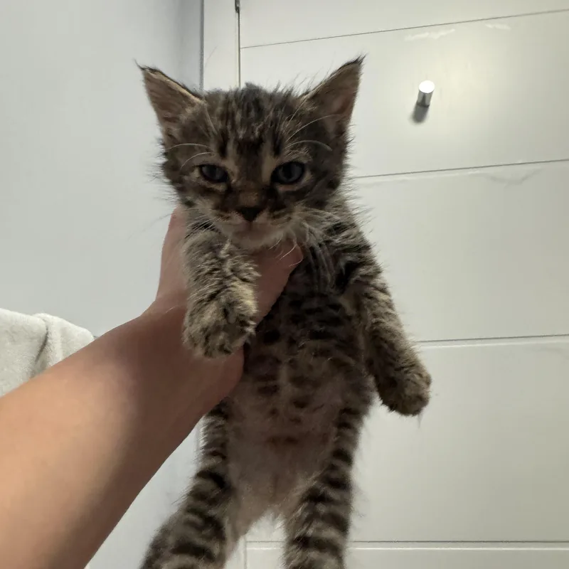 A baby small-sized male Tabby (Brown / Chocolate) Tabby cat named Salami for adoption in Bayonne, NJ