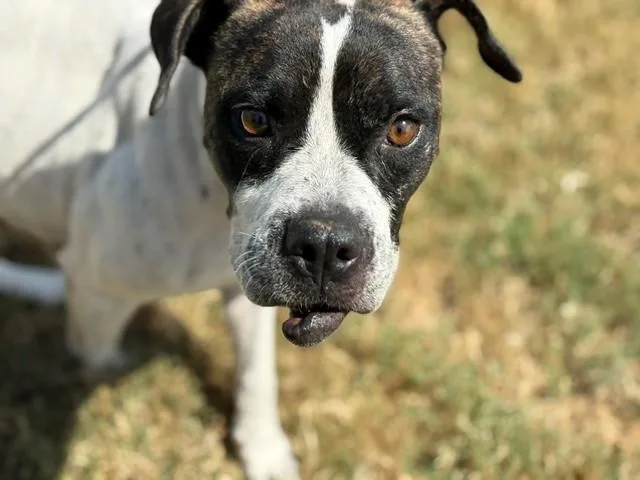 An adult medium-sized female Pit Bull Terrier dog named Brigette for adoption in Tulsa, OK