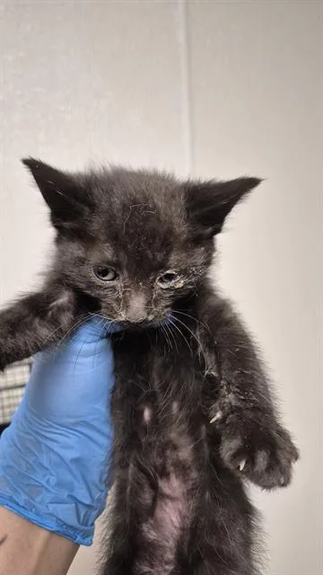 A baby small-sized female Domestic Short Hair cat named Heidi for adoption in Bakersfield, CA