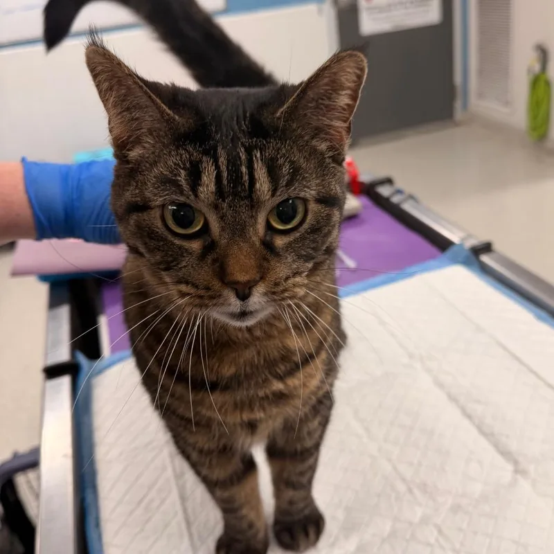 An adult large-sized female Brown / Chocolate Domestic Short Hair cat named Nova for adoption in Indianapolis, IN