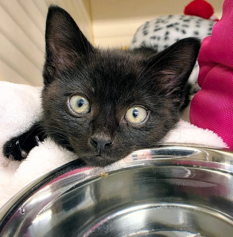 A baby medium-sized male Domestic Short Hair cat named Wolfgang for adoption in Bloomington, IN