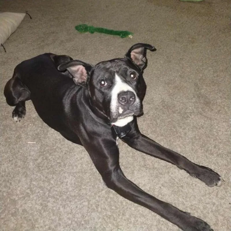 Meatball thumbnail 2