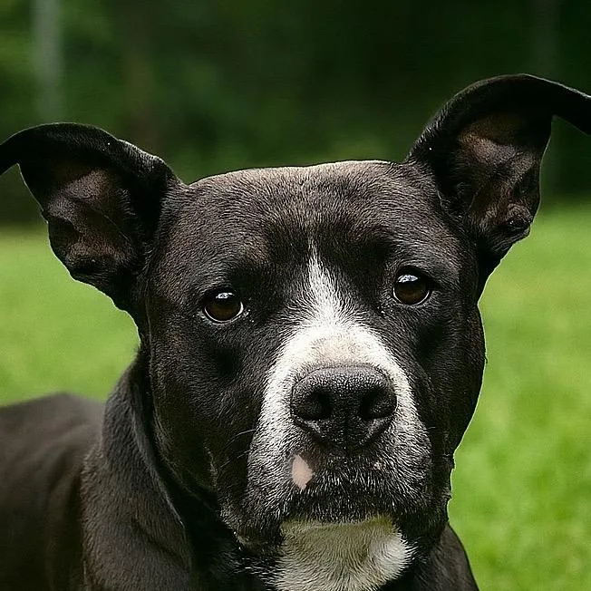 Meatball thumbnail 4