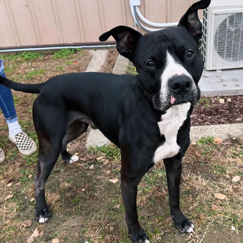 Meatball thumbnail 5