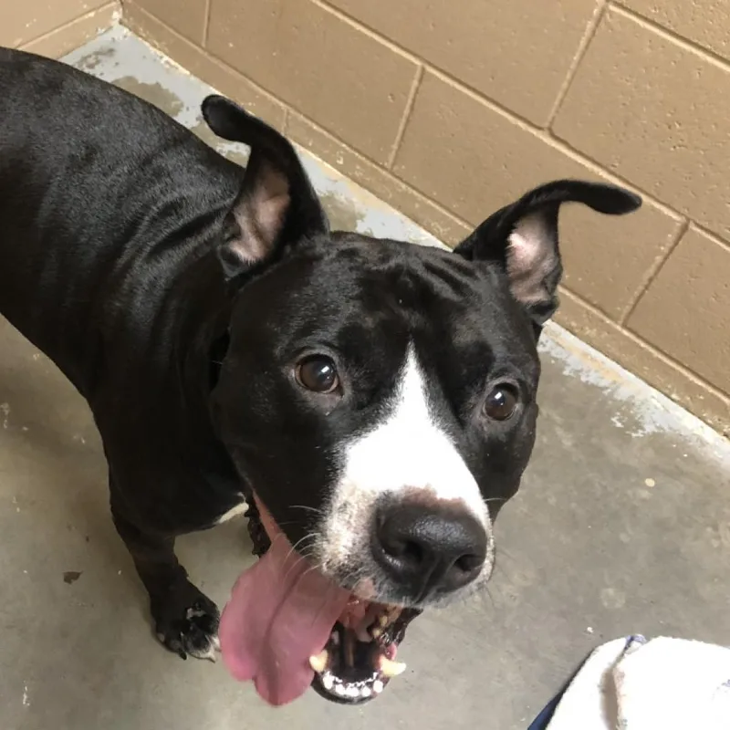 Meatball thumbnail 6