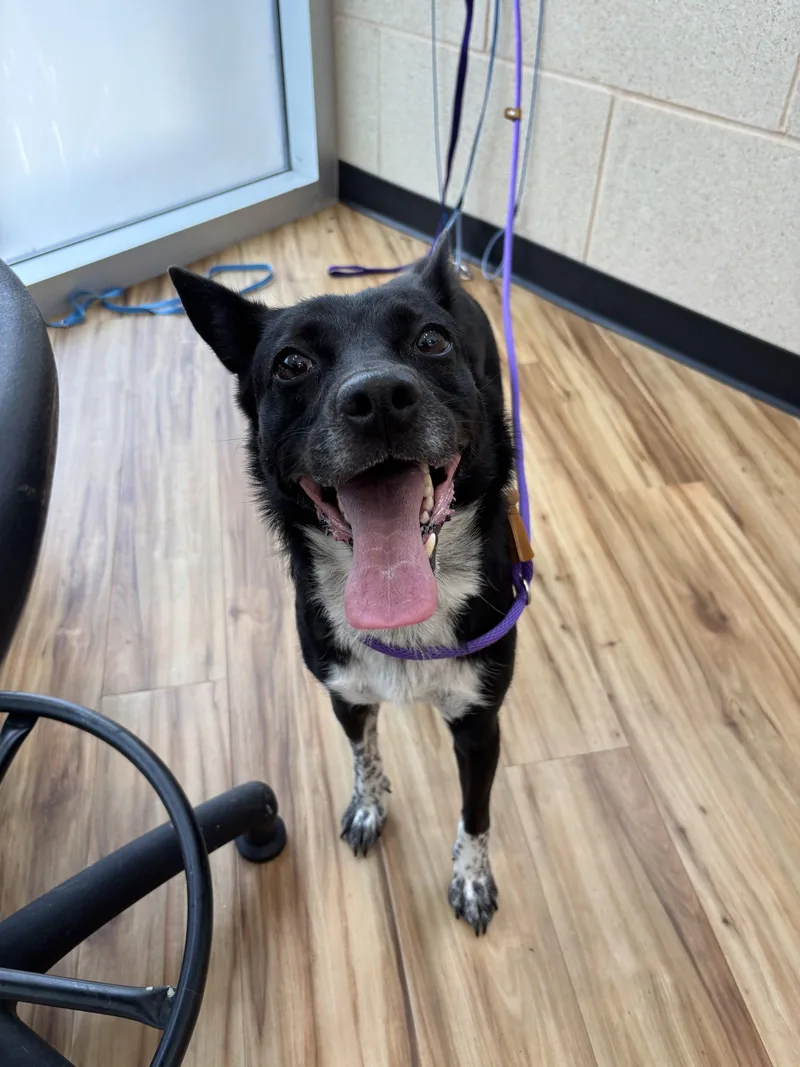 A young small-sized female Border Collie dog named Luna for adoption in Richardson, TX