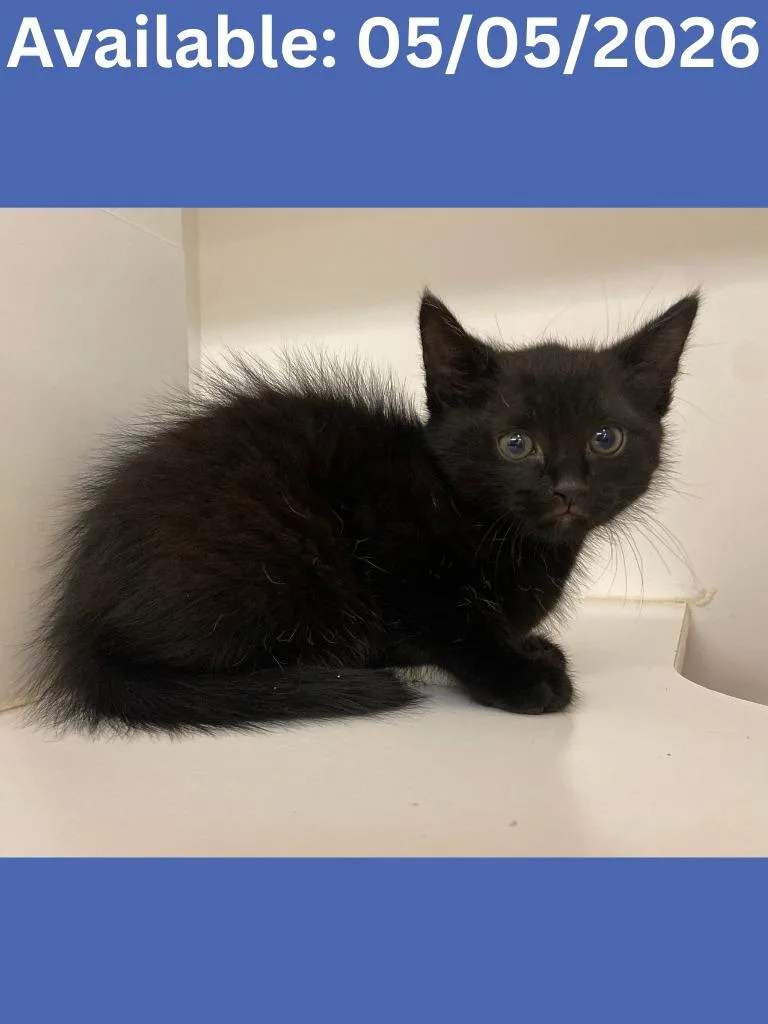 A baby medium-sized male Domestic Short Hair cat named Cat Condo  Bear for adoption in Greenville, TX