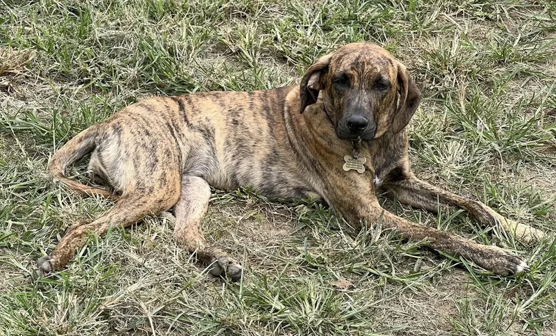 Lollipop thumbnail 3