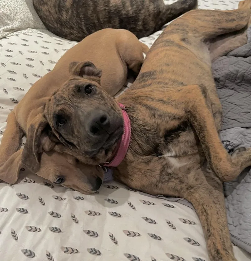 Lollipop thumbnail 4