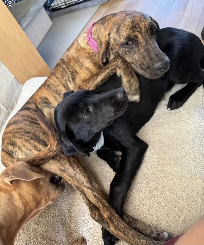 Lollipop thumbnail 5