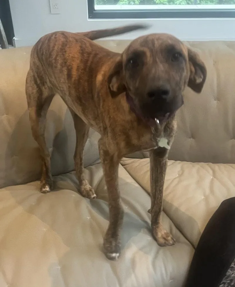 Lollipop thumbnail 6