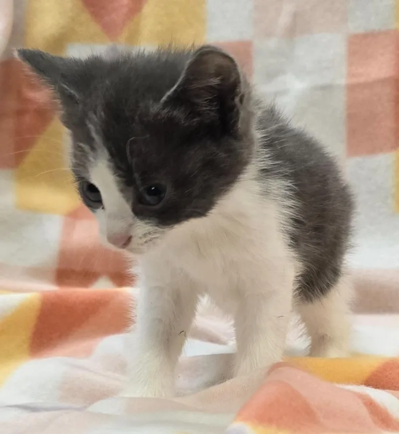 A baby small-sized female Domestic Short Hair cat named Tulip for adoption in Murphysboro, IL