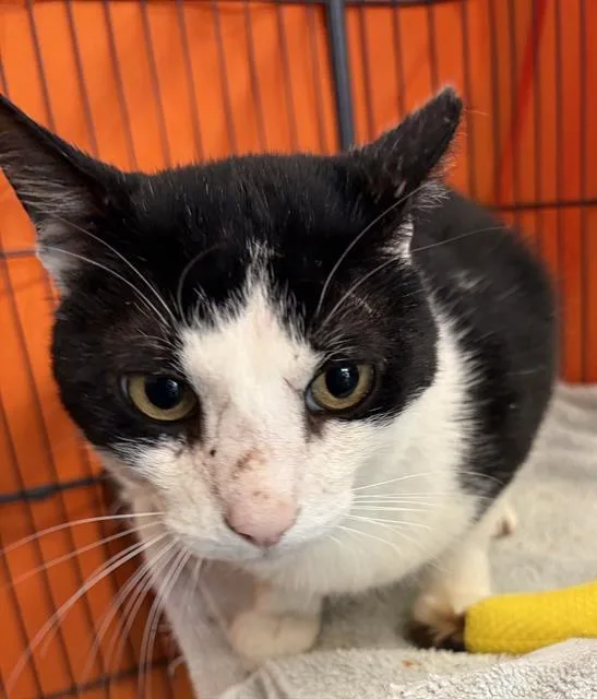A young medium-sized male Domestic Short Hair cat named Zorro for adoption in Alameda, CA
