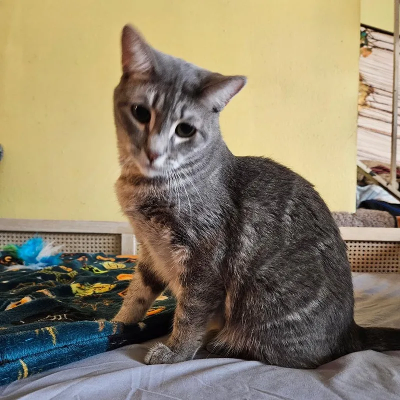 A young small-sized female Gray / Blue / Silver Domestic Short Hair cat named Clover for adoption in Long Beach, CA