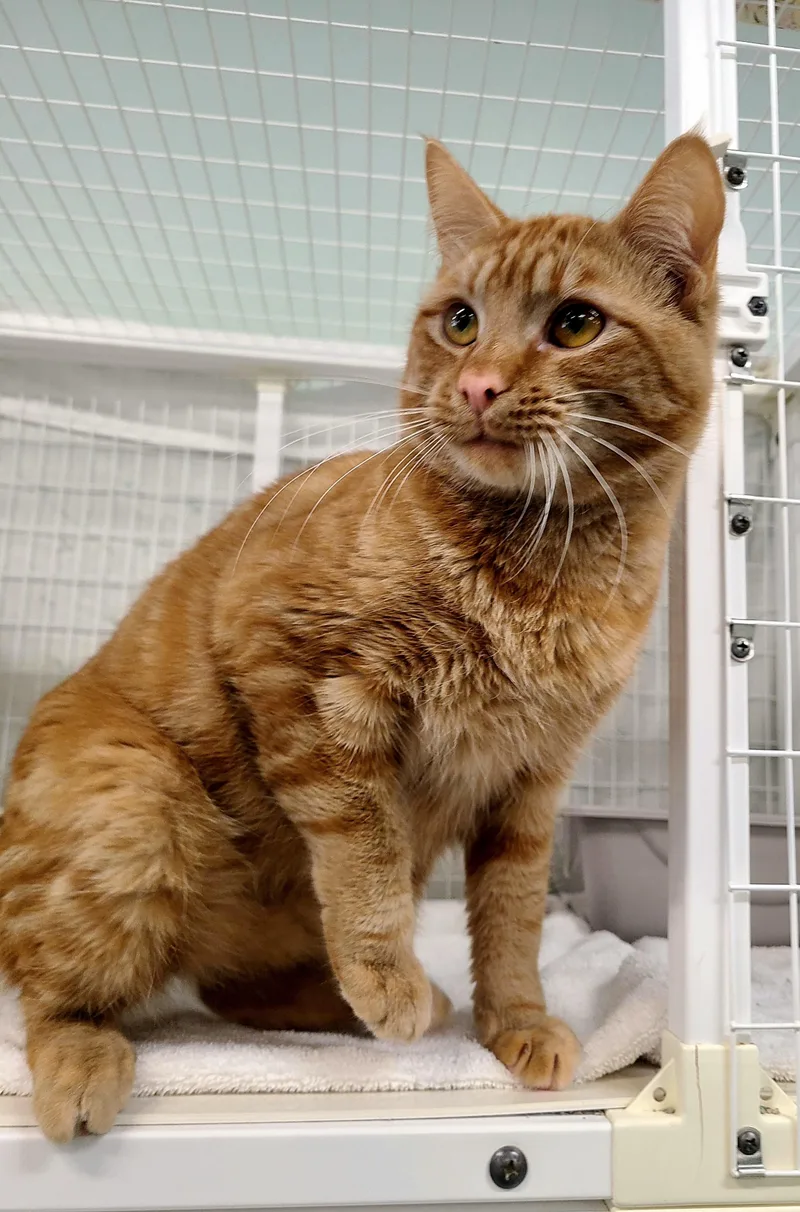 Prince Naveen thumbnail 3