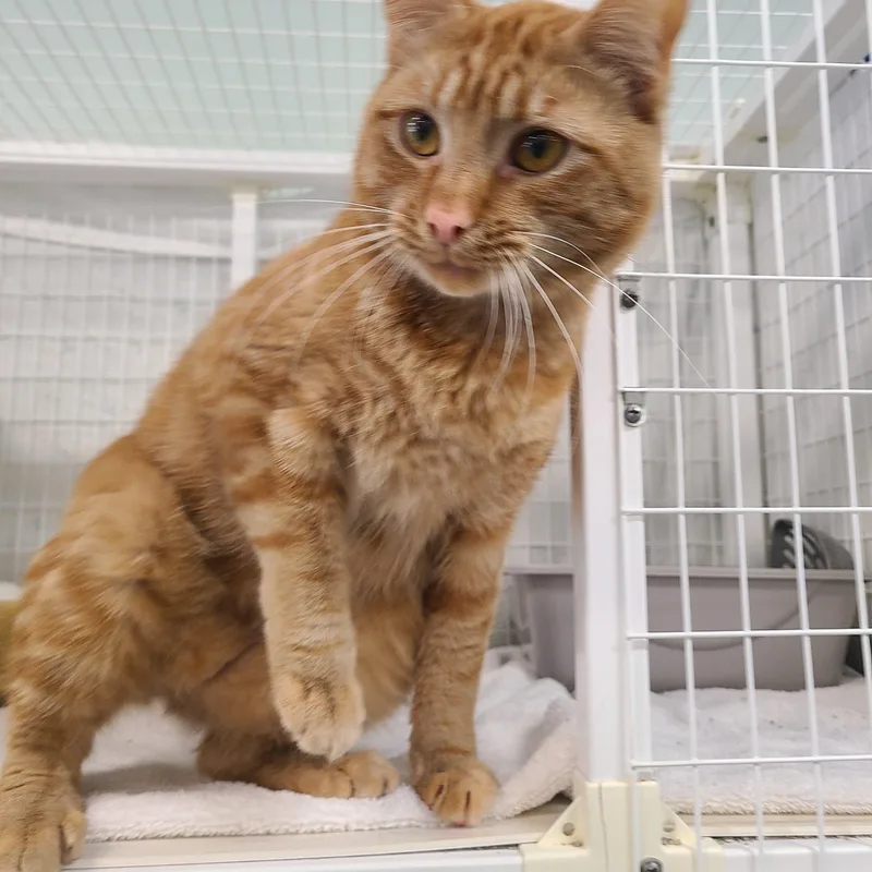 Prince Naveen thumbnail 4