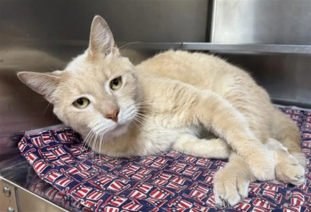 An adult large-sized male Domestic Short Hair cat named Ginny for adoption in Aurora, IL