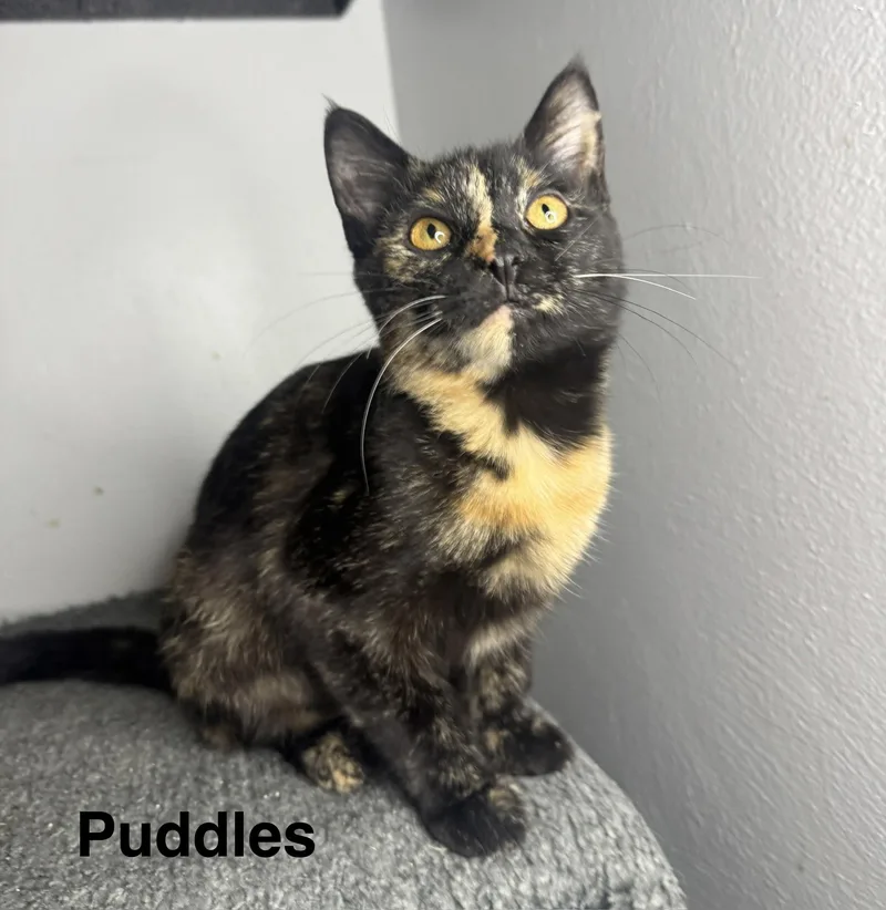 A baby medium-sized female Tortoiseshell cat named Puddles for adoption in Massillon, OH