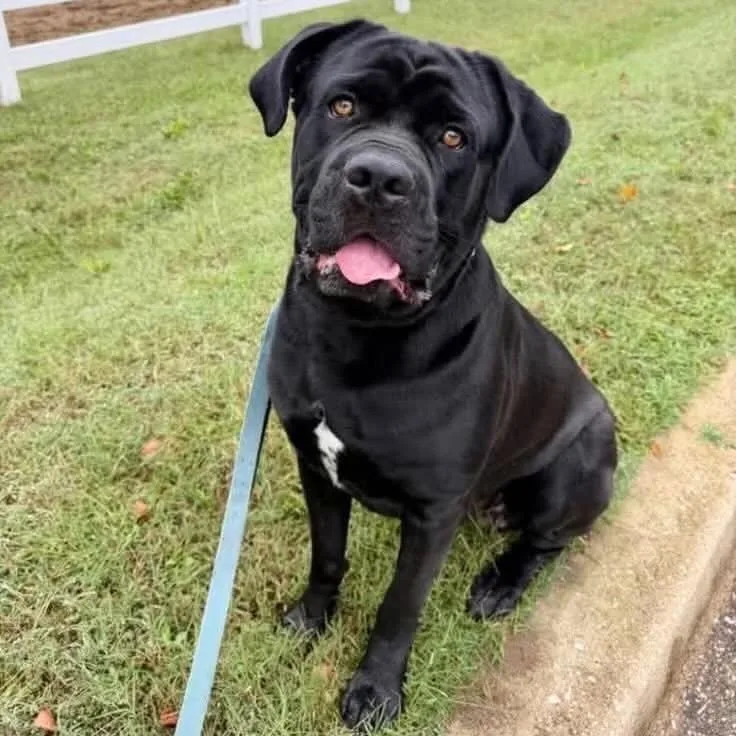 A young extra large-sized male Cane Corso dog named Orca for adoption in manchester, PA