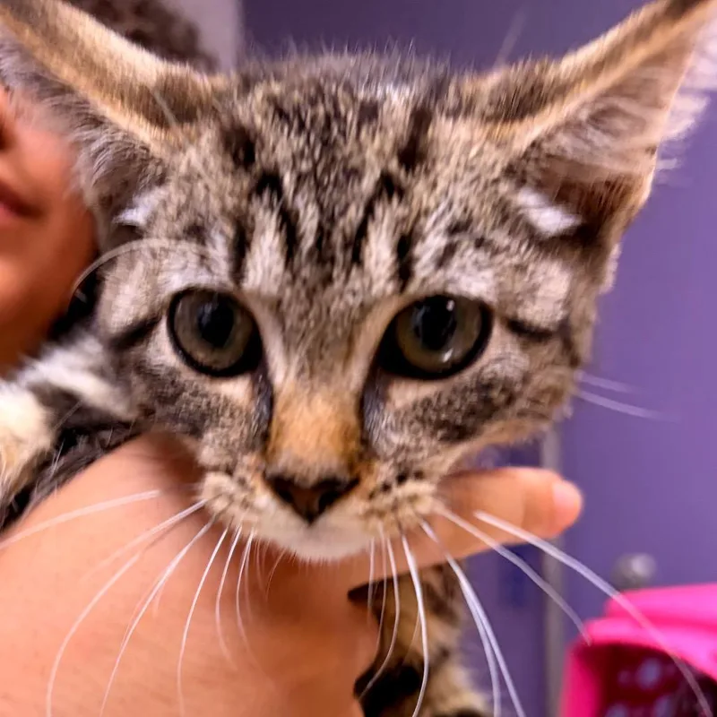 A baby small-sized female Domestic Short Hair cat named Hazelnut for adoption in Newark, NJ
