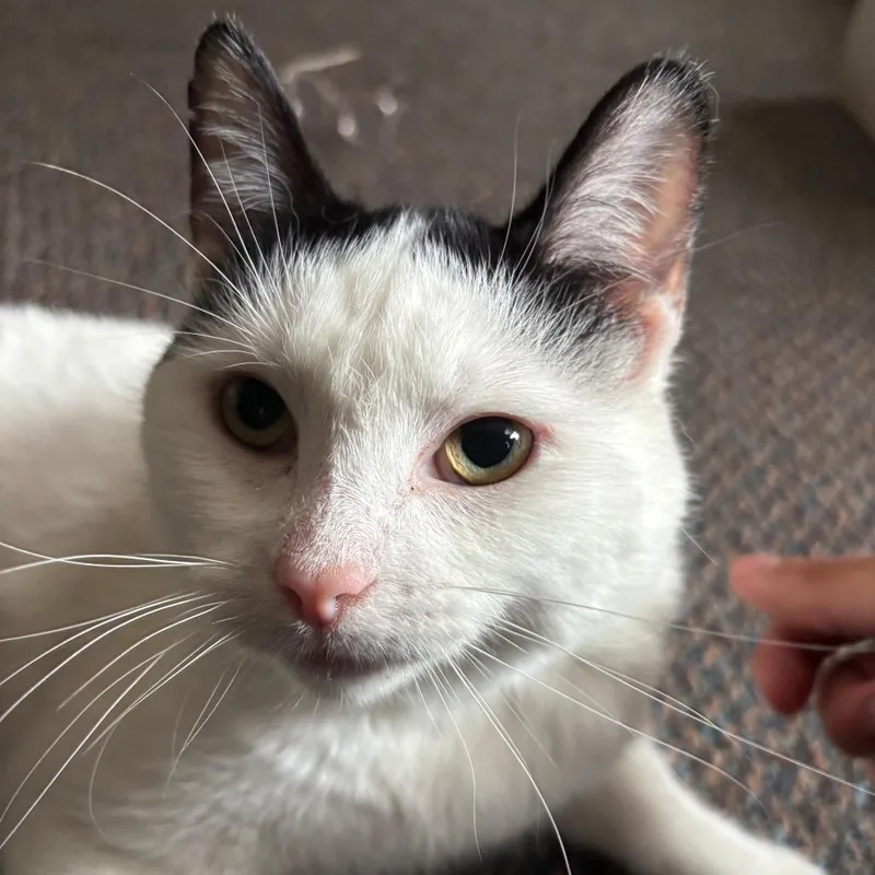 An adult medium-sized male Black & White / Tuxedo Domestic Short Hair cat named Olympic for adoption in Evanston, IL