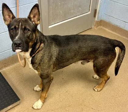 An adult large-sized male Mixed Breed dog named Darnel for adoption in Chamblee, GA