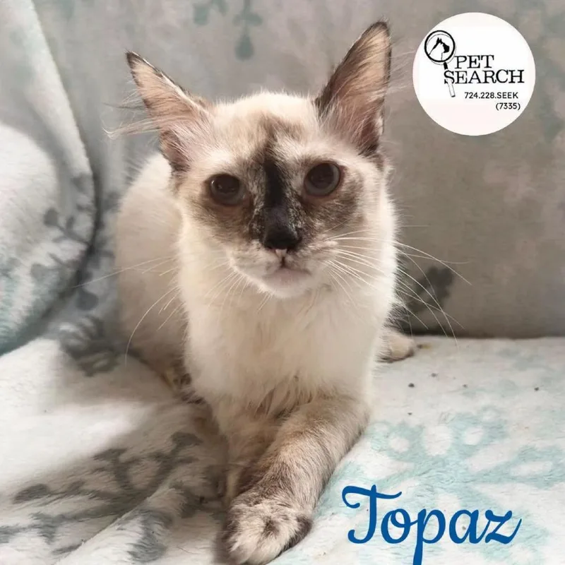 A young small-sized female Cream / Ivory Manx cat named Topaz for adoption in Washington, PA