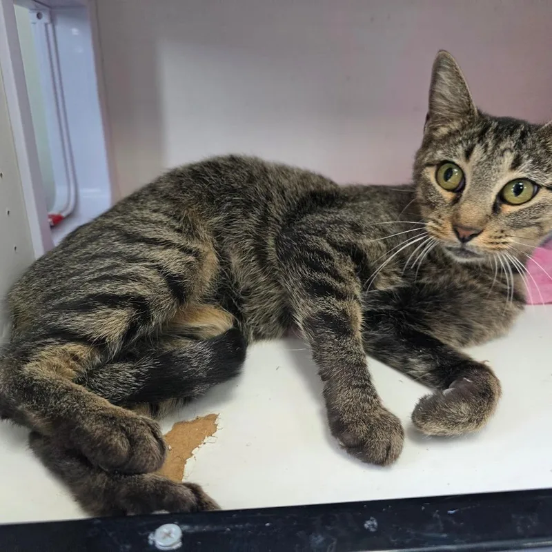 A young small-sized female Gray / Blue / Silver Domestic Short Hair cat named Elizabeth for adoption in Duncan, OK